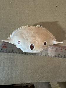 Coquilles de crabe séchées naturelles en vrac pour l'alimentation animale, teneur en protéines 25-30%, teneur en sel <2%, forme concassée, sac de 10 kg, prix de gros usine Vietnam - Product Image 1