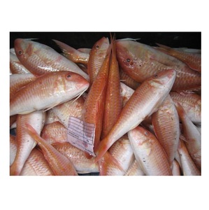 ปลากระพงแดงแช่แข็ง คุณภาพพรีเมียม ขายส่งจำนวนมาก - Product Image 1