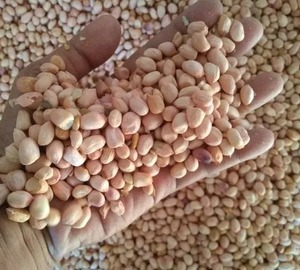 Java số lượng lớn đậu phộng 50 đếm mỗi ounce Chất lượng cao tươi nguyên đậu phộng tự nhiên lành mạnh Snack đậu phộng cao cấp cung cấp bán buôn trang trại - Product Image 3