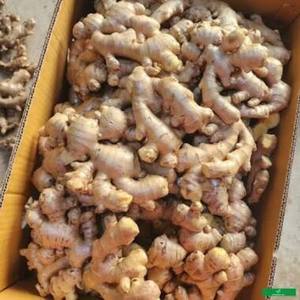Gingembre Biologique Frais de Haute Qualité, Racine d'Épice Naturelle de Nouvelle Récolte Produite à la Ferme, Idéal pour la Cuisine et l'Exportation, Approvisionnement Mondial - Product Image 1