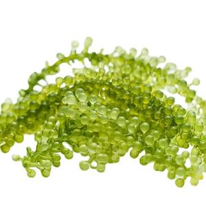 สาหร่ายองุ่นระดับพรีเมี่ยมที่ปลูกในธรรมชาตินอกจากนี้ที่สมบูรณ์แบบสำหรับทุกมื้อและสลัด - Product Image 2