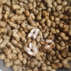 Cacahuetes hervidos a precio competitivo/Cacahuetes hervidos congelados de la mejor calidad - Product Image 2