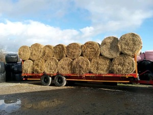 หญ้าแห้งและฟางสำหรับขาย - Product Image 2