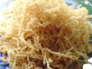 Eucheuma-mariscos orgánicos de algodón, alta calidad - Product Image 4