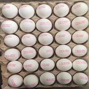 ไข่ไก่ขาวเปลือกบางสดจากฟาร์ม Radiance Global Foods น้ำหนัก 40-55 กรัม คุณภาพสูง อายุการเก็บรักษา 3 เดือน ผลิตและแปรรูปในอินเดีย - Product Image 1