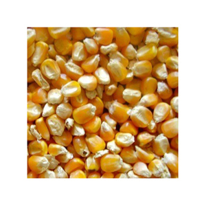 Maïs jaune sec en gros pour l'alimentation des animaux à bon prix - Product Image 1