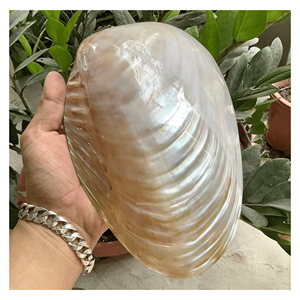 Plateau en nacre véritable, plat en coquille de nacre pour sauce, trempette, collations et présentation élégante des repas, origine Vietnam - Product Image 6