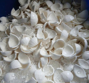 IQF Vietnam Frozen Coconut Meat Pieces Natural Sweet Flavor Bulk for <b>Bakery</b> and Confectionery - Product Image 1