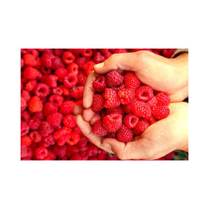 Frambuesas orgánicas congeladas IQF a granel, las mejores frutas congeladas endulzadas con frambuesa roja negra fresca sin semillas, precios al por mayor - Product Image 3