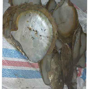 PINCTADA MAXIMA ou coquillage naturel pour bijoux, nacre brute, matière première, taille 16-18 cm - Product Image 2