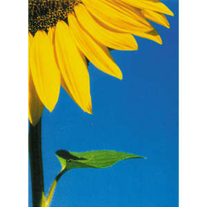 Customizable <b>Paper</b> Postcard Featuring Big Sunflower Print for Business Birthday Christmas New Year Mother's Day Father's Day - Product Image 1