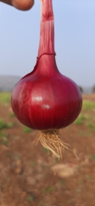 Graines d'oignon rouge Bombay - Product Image 4