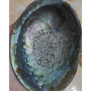 Coquilles d'ormeau naturelles du Vietnam Coquilles océaniques durables pour incrustation artistique, conception de bijoux, bricolage et exportation dans le monde entier - Product Image 6