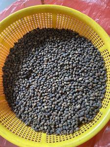 ขายร้อนเมล็ดมะละกอแห้งคุณภาพสูงจากฟาร์มบัวสีฟ้าเวียดนาม - Product Image 6