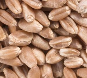 Grano de trigo, harina de trigo de calidad premium 100% orgánica. - Product Image 3