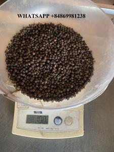 Pimienta negra de especias enteras de nueva cosecha de alta calidad de muestra gratis de hierba seca INTERNACIONAL DE Vietnam con excelente proceso de secado - Product Image 4