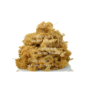 High-quality, Wild-crafted, Organic Pure Golden Irish Sea <b>Moss</b> Is Offered at Competitive Rates - Product Image 4