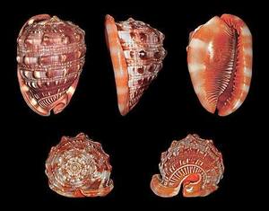 เปลือกไซปรัส rufa: สมบัติหายากจากทะเลที่นำความสง่างามของมหาสมุทรเข้ามาในคอลเล็กชันบ้านของคุณ - Product Image 5