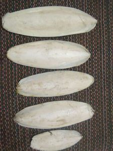 BEST CALCIUM SUPLEMENTS FOR PET LIKE HERMIT <b>CRAB</b> PARROT CHEAPEST DEAL FOR HIGHEST STANDARD - Product Image 5