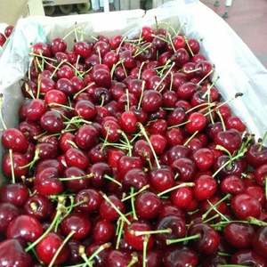 Cerises rouges de qualité supérieure |   Texture ferme et Brix élevé (18%+ ) | Récolte fraîche, export, forte disponibilité, Royaume-Uni - Product Image 6