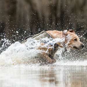 เสื้อกั๊กสำหรับสุนัขล่าสัตว์ เสื้อผ้าสุนัขล่าสัตว์ อุปกรณ์เสริมสำหรับนักล่าสัตว์ เสื้อกั๊กสำหรับสุนัขล่าสัตว์ Dog Life - Product Image 2