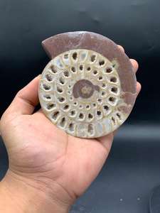 หินแอมโมไนต์ธรรมชาติจากติมอร์ ขัดเงาครึ่งหนึ่ง สำหรับตกแต่งบ้าน ตกแต่งภายใน ของสะสม งานศิลปะจากแร่ธาตุ - Product Image 4