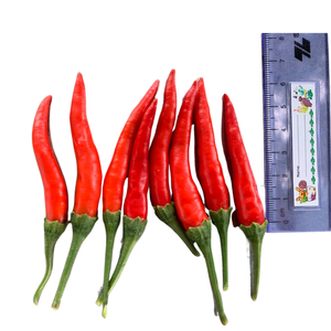 Verduras frescas duraderas, especias enteras agrícolas vietnamitas, excelente servicio posventa, especias individuales, hierbas - Product Image 5