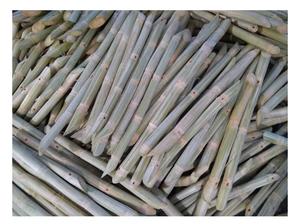 CAÑA DE AZÚCAR CONGELADA AL POR MAYOR CON PRECIO COMPETITIVO Y ALTA CALIDAD PARA EXPORTAR DESDE VIETNAM - Product Image 6