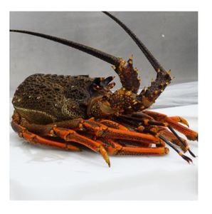 Langostas Congeladas de Nueva Zelanda de Alta Calidad, Producto de Mariscos Frescos Enteros para Exportación Internacional y Suministro a Granel - Product Image 4
