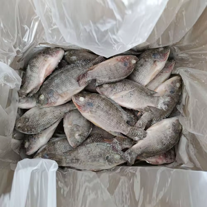 EXPORTACIÓN DE MARISCOS TILAPIA NEGRA CONGELADA/GRANEL/TRATAMIENTO LIMPIO/IDEAL PARA USO HORECA - Product Image 1