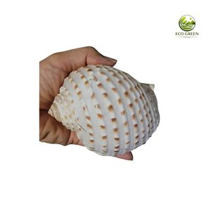 Concha de Atún Natural con Manchas, Hecha a Mano, Ecológica, para Decoración del Hogar y Manualidades - Product Image 2