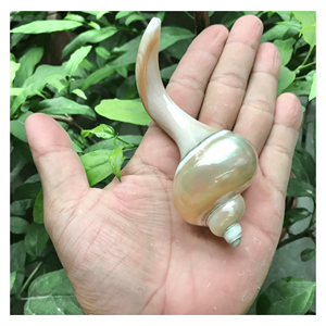 ที่วางตะเกียบเปลือกหอยทะเล ที่วางช้อนส้อมทำจากเปลือกหอยธรรมชาติ สำหรับจัดโต๊ะอาหารและใช้ในร้านอาหาร ผลิตในเวียดนาม - Product Image 1