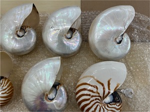 Tiger Chambered Nautilus Shell pieza decorativa pulida para accesorio de moda escaparate de arte para el hogar - Product Image 3