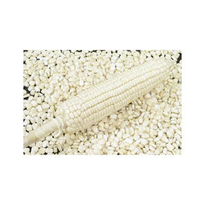 Maíz blanco en stock listo para envío a granel al mejor precio del mercado - Product Image 2