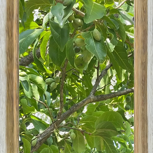 วัตถุดิบย้อมที่เป็นมิตรกับสิ่งแวดล้อมผลไม้แห้งทั้งหมดของ Terminalia chebula (myrobalan) spdk agrosphere - Product Image 2