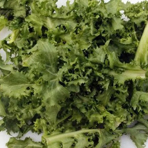 Chicorée d'endives de qualité supérieure: les espèces de légumes à feuilles amères les plus vendues pour la vente en gros et en vrac - Product Image 3