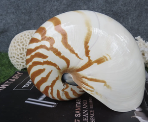 หอยสังข์ธรรมชาติขัดเงาสำหรับตกแต่ง - Product Image 2