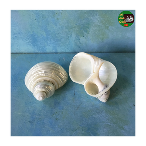 Anillos de Servilleta Hechos a Mano con Conchas Marinas, Decoración de Mesa con Conchas Naturales, Anillos de Servilleta de Concha de Cristal, Elegantes para Eventos de Boda - Product Image 4