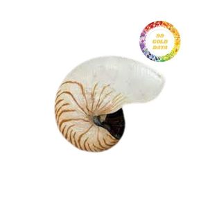 Hermosas conchas marinas naturales Nautilus con diseño de abulón de gran tamaño para decoración, diseño artístico y trabajos artesanales creativos - Product Image 6