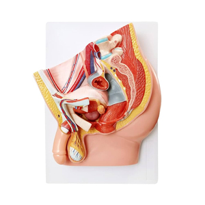 Modèle anatomique de bassin masculin adulte de qualité supérieure pour l'enseignement médical et la formation clinique - Product Image 4