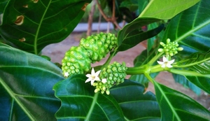 Feuilles de Noni séchées naturelles, ingrédient pour la fabrication de thé, les boissons et les mélanges à base de plantes - Product Image 3
