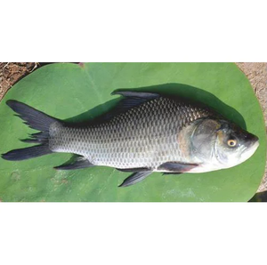 ROMAN TROOPS Poisson Catla surgelé de qualité supérieure Durée de conservation de 24 mois Meerut Origine indienne - Product Image 6
