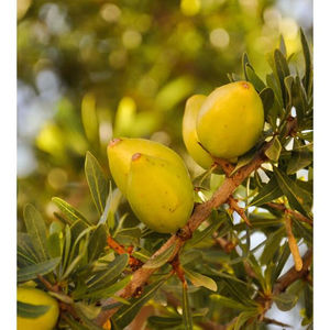 Huile essentielle d'argan pure et naturelle pour la croissance des cheveux et l'hydratation de la peau, sérum capillaire biologique pressé à froid du Maroc pour la réparation - Product Image 4