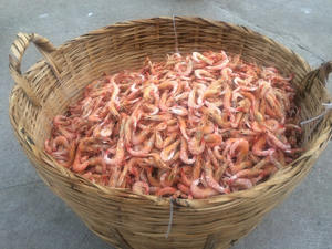 MEJOR VENTA DE CAMARONES ROJOS SECOS DE ALTA CALIDAD MARISCOS SECOS para EXPORTAR HECHO en VIETNAM - Product Image 2