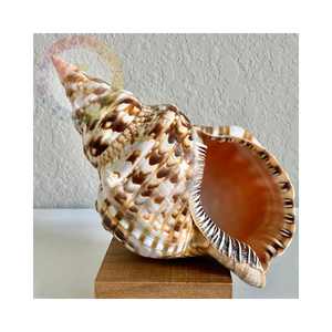 Obtenez Premium Trumpet Seashells à bas prix de gros-Idéal pour l'artisanat et la décoration intérieure - Product Image 2