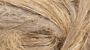 Eco-Friendly Non-toxic New Banana Fibre Making Fabric, Clothes, Handicrafts Bulk Export From Vigifarm - Product Image 2