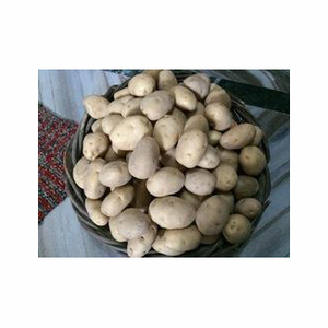 Patatas amarillas doradas frescas, patatas frescas orgánicas, patata blanca de alta calidad, buenas verduras, Exportación fresca, precio al por mayor - Product Image 4