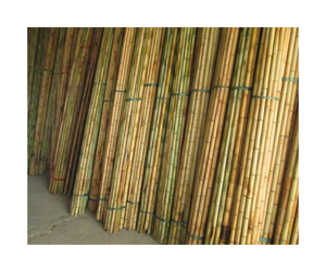 Suministro a granel de poste de bambú de alta calidad disponible de Vietnam-Longitud y diámetros personalizados para aplicaciones múltiples - Product Image 5