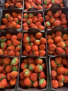 Fraises biologiques fraîches à prix d'usine à vendre - Product Image 2