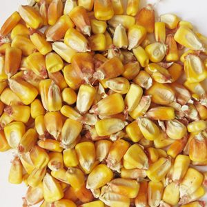 Maíz Amarillo No Glutinoso GMO, Grado Alimenticio para Animales, Granos de Maíz Frescos Naturales Puros de Alta Calidad, Maíz Seco en Bolsas de PP de 25/50 Kg, Guntur - Product Image 6